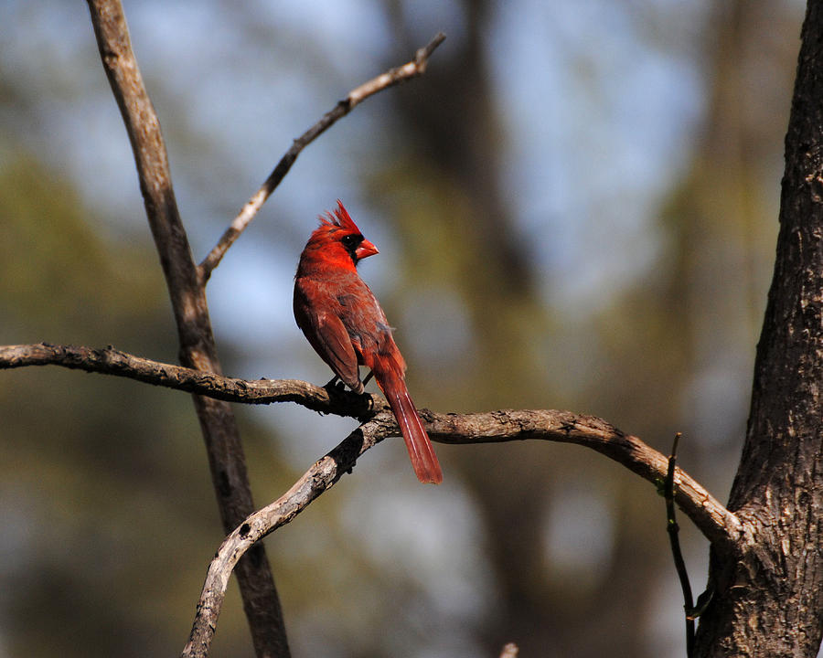 Cardinal on a Branch Photograph by Jai Johnson