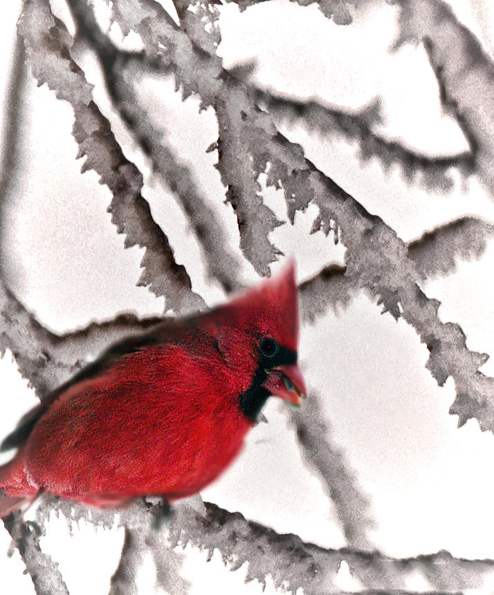 Cardinal On Ice Photograph by Joe Granita