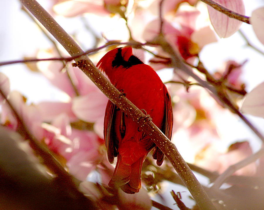 Cardinal on Magnolia Tree Photograph by Emanuel Tanjala