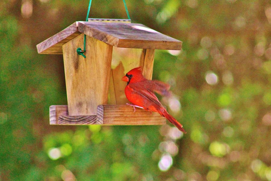 Cardinal Perched On Birdhouse Photograph By Teresa Blackwell   Cardinal Perched On Birdhouse Teresa Blackwell 