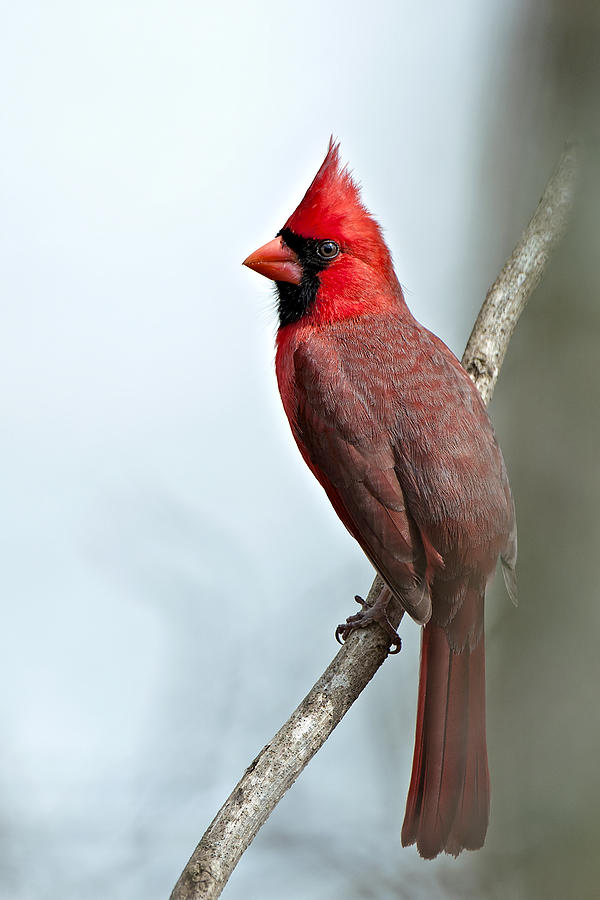 Cardinal Portrait Photograph by Bonnie Barry