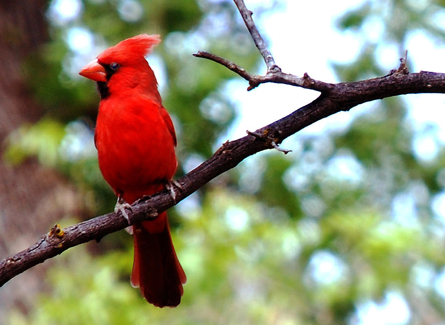 Cardinal Red Photograph by Anthony Citro