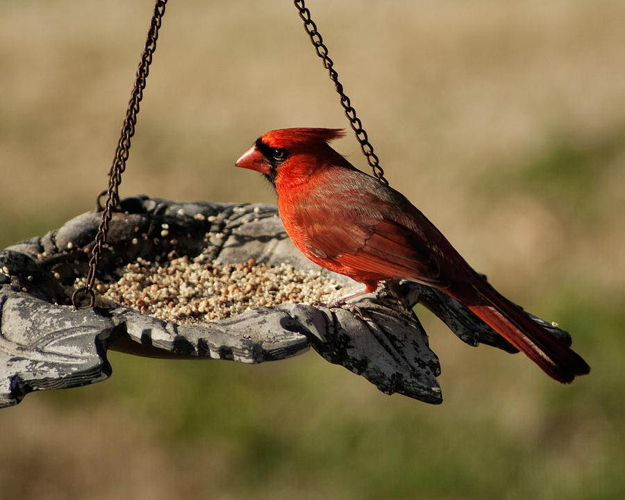 Cardinal Red Photograph by Kathy Clark