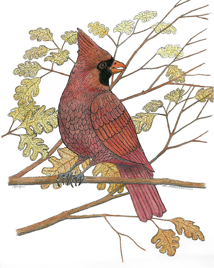 Cardinal Drawing - Cardinal by Richard Freshour