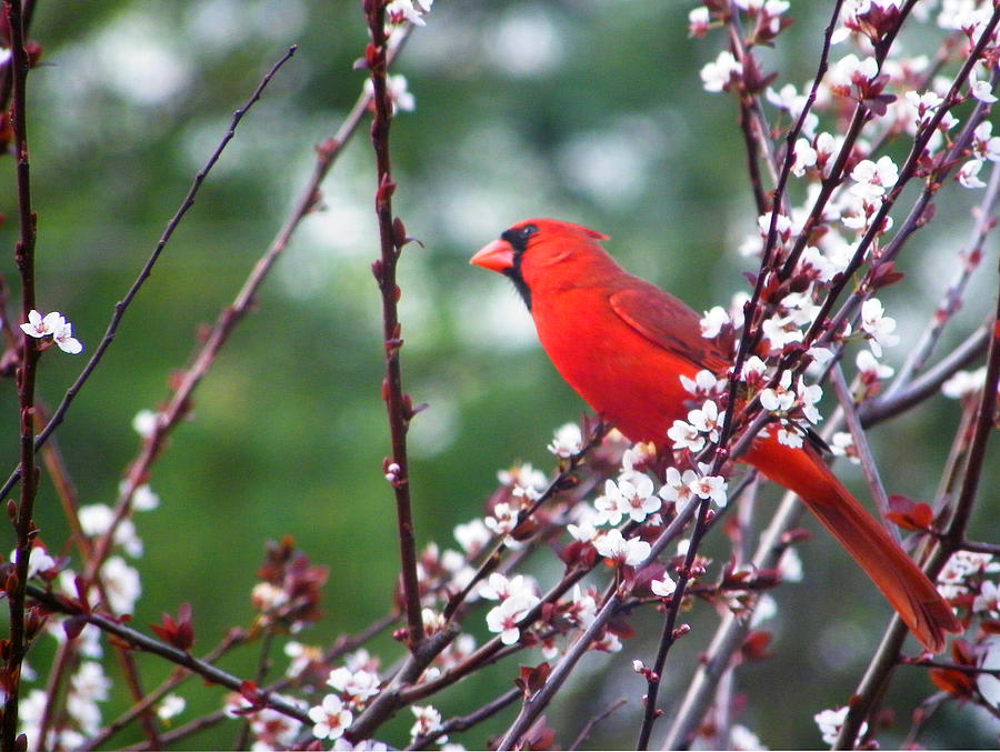 Cardinal Spring Photograph by Judy Wanamaker