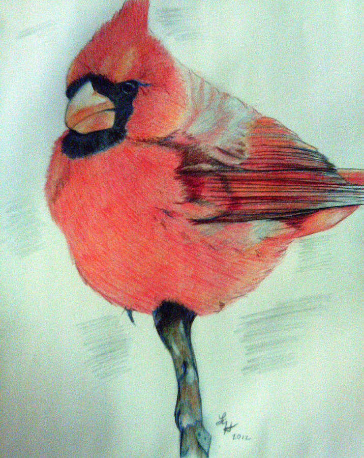 Cardinal Study Drawing by Loretta Nash