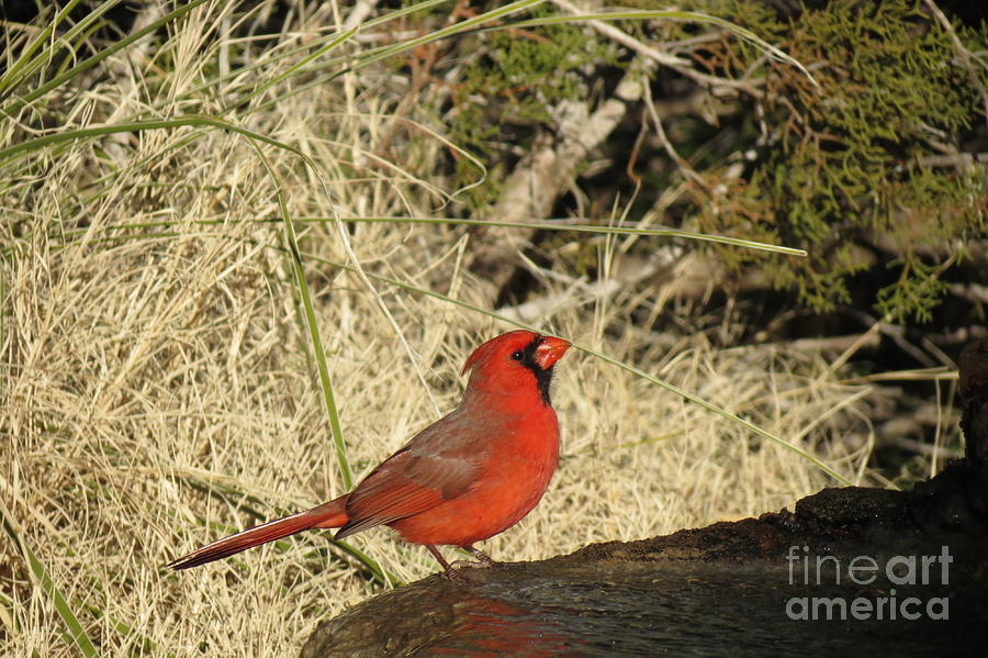 Cardinal Vanity Photograph by Aimee Mouw