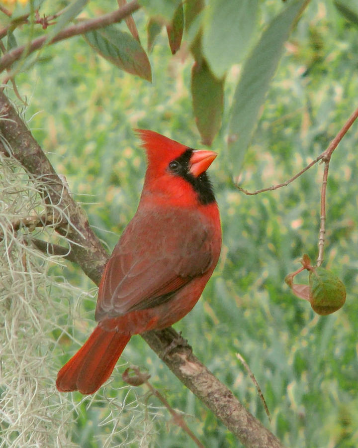 Cardinal With Attitude Photograph by Peggy Urban