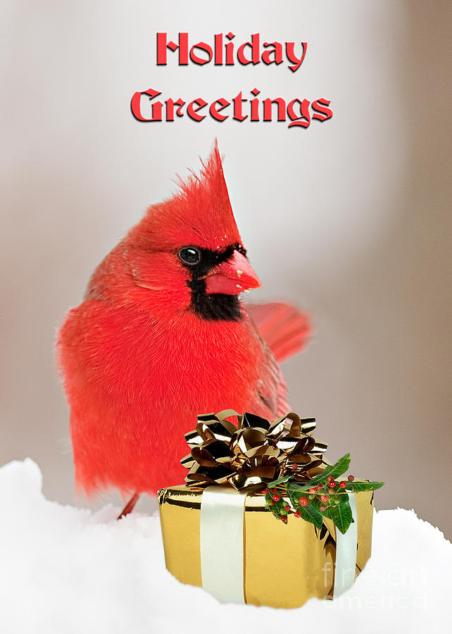 Cardinal with Christmas Package Photograph by Jean A Chang