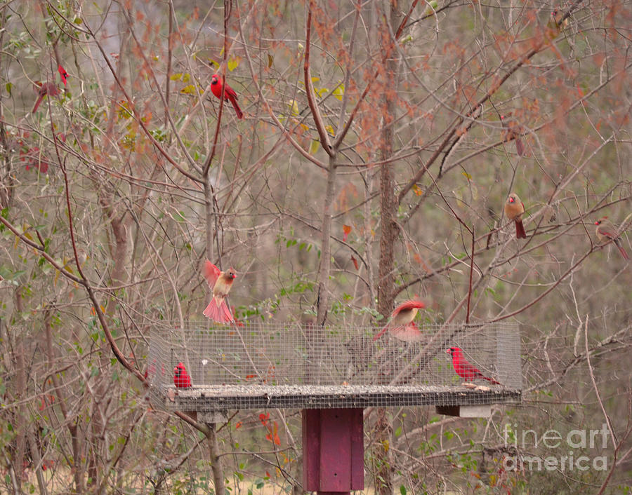 Cardinals Photograph by Donna Brown