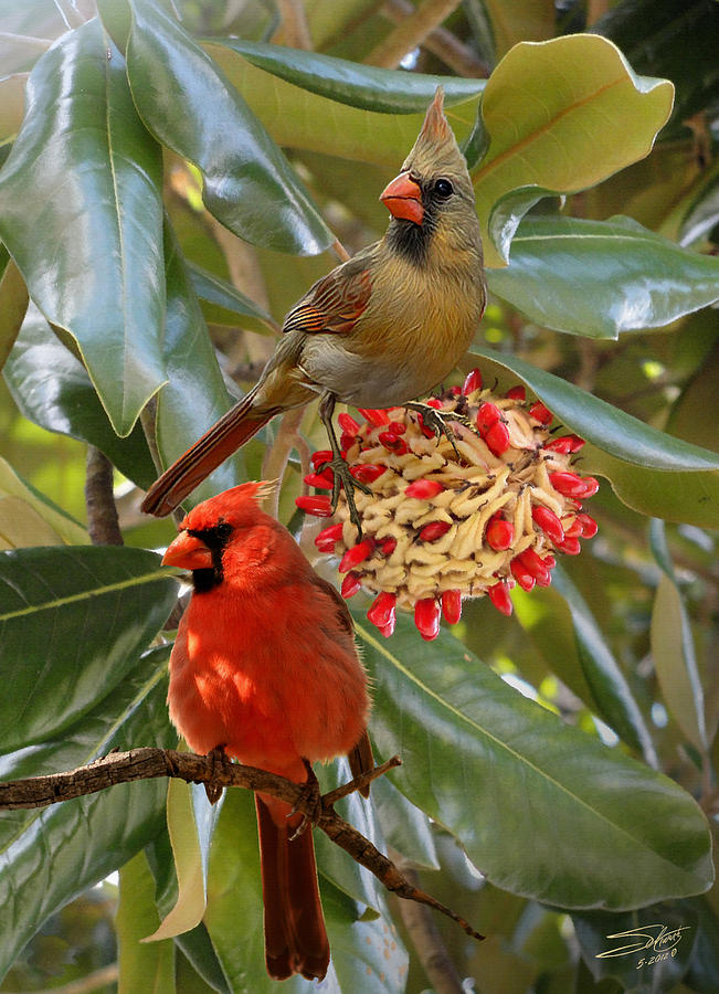 Cardinals in Magnolia Tree Digital Art by M Spadecaller