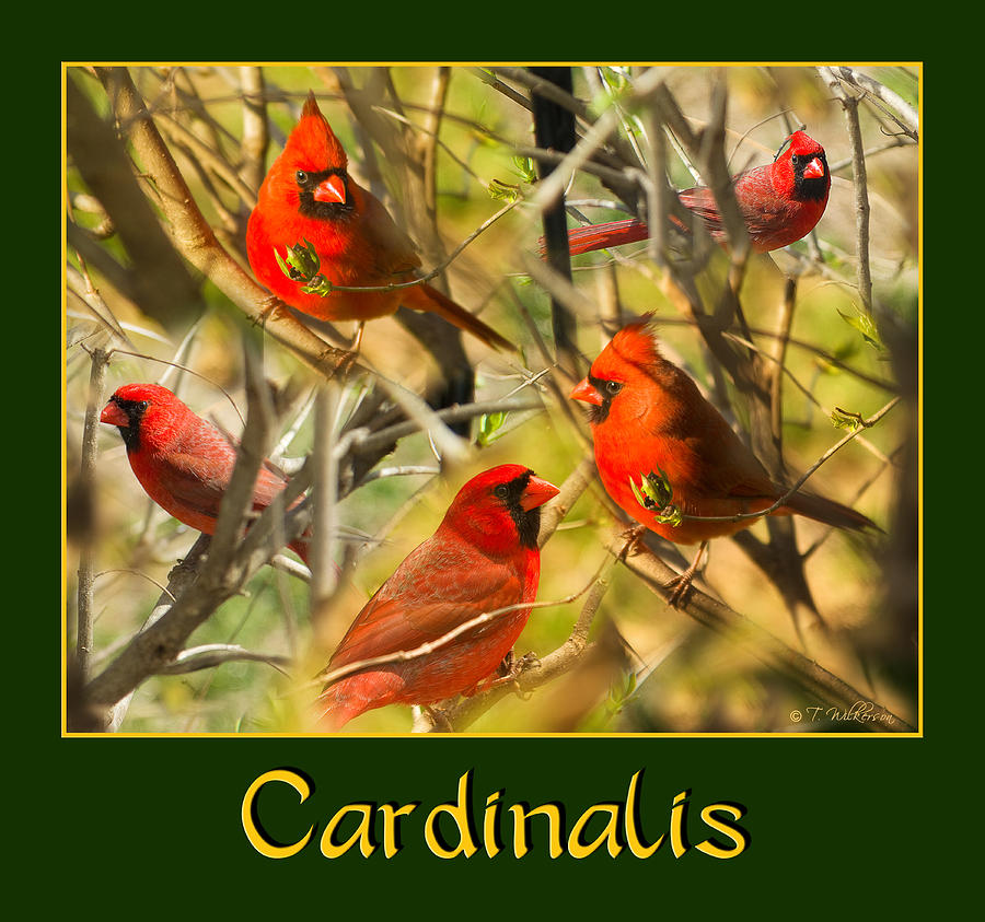 Cardinals in the Mist Photograph by Trudy Wilkerson