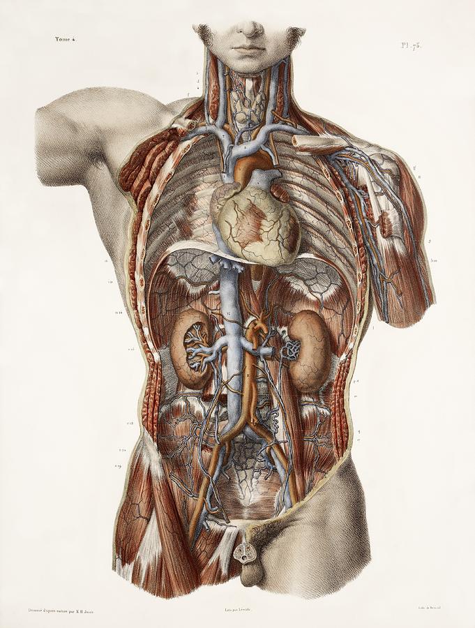 Cardiovascular System, Historical Artwork Photograph by | Fine Art America