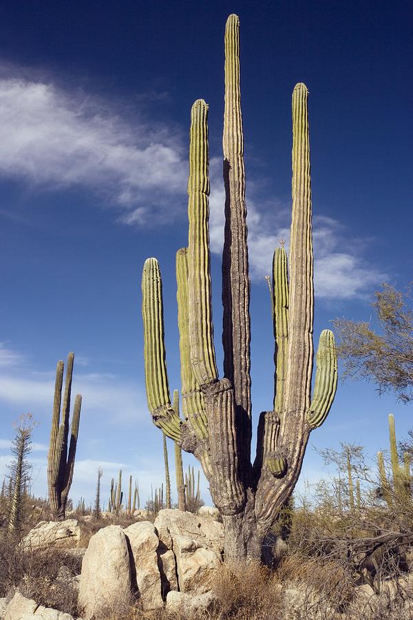 Cardon Cacti (pachycereus Pringlei) Photograph by Bob Gibbons - Pixels