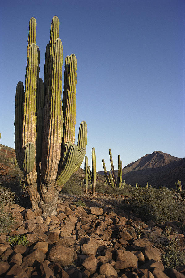Cardon Pachycereus Pringlei Cacti Photograph by Tui De Roy