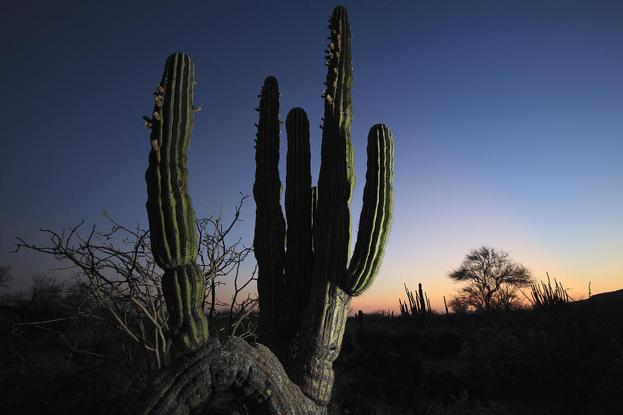 Cardon Pachycereus Pringlei Cactus Photograph by Cyril Ruoso