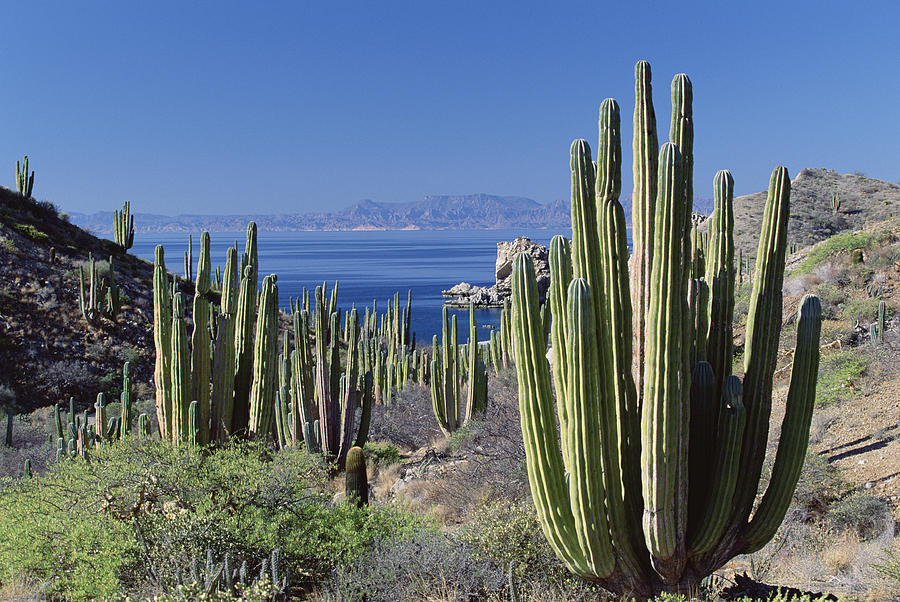 Cardon Pachycereus Pringlei Cactus Photograph by Konrad Wothe