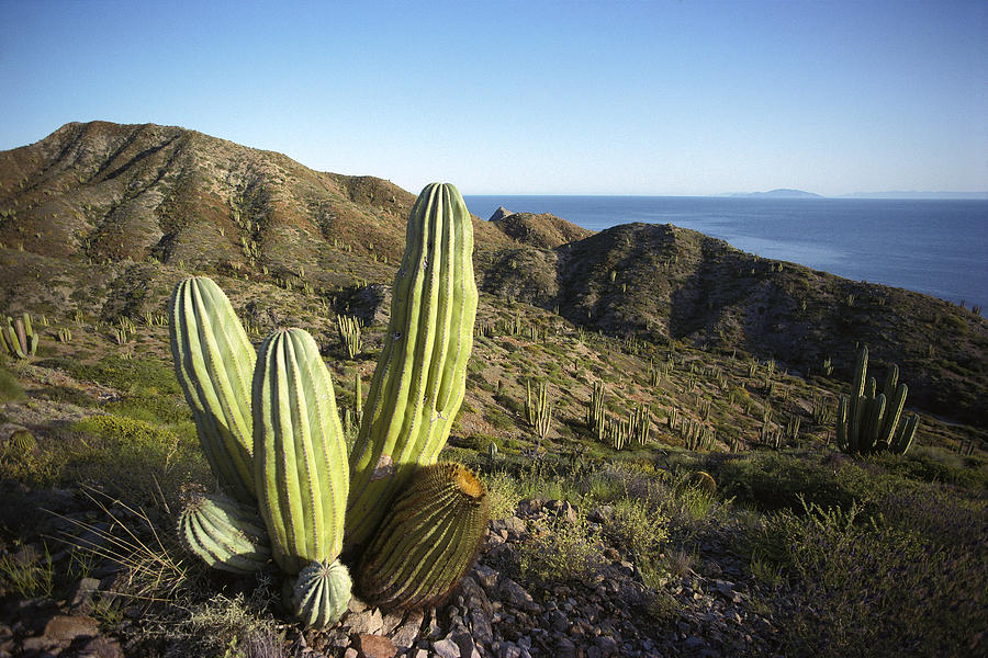 Landscape Photograph - Cardon Pachycereus Pringlei Cactus by Tui De Roy