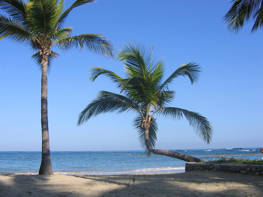 Caribbean Palm Trees Photograph by Maciek Froncisz