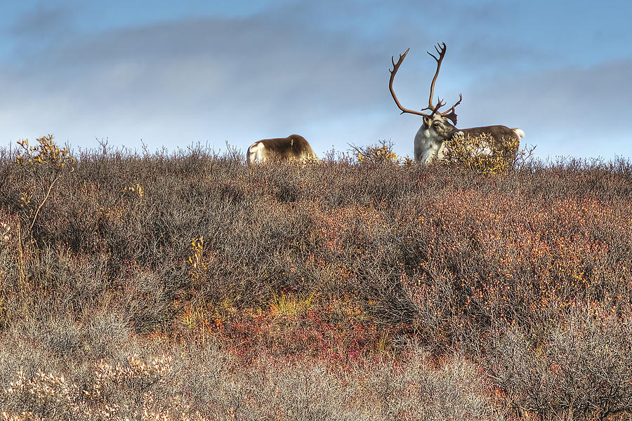 Caribou in the Fall Tundra Photograph by Thomas Payer | Fine Art America