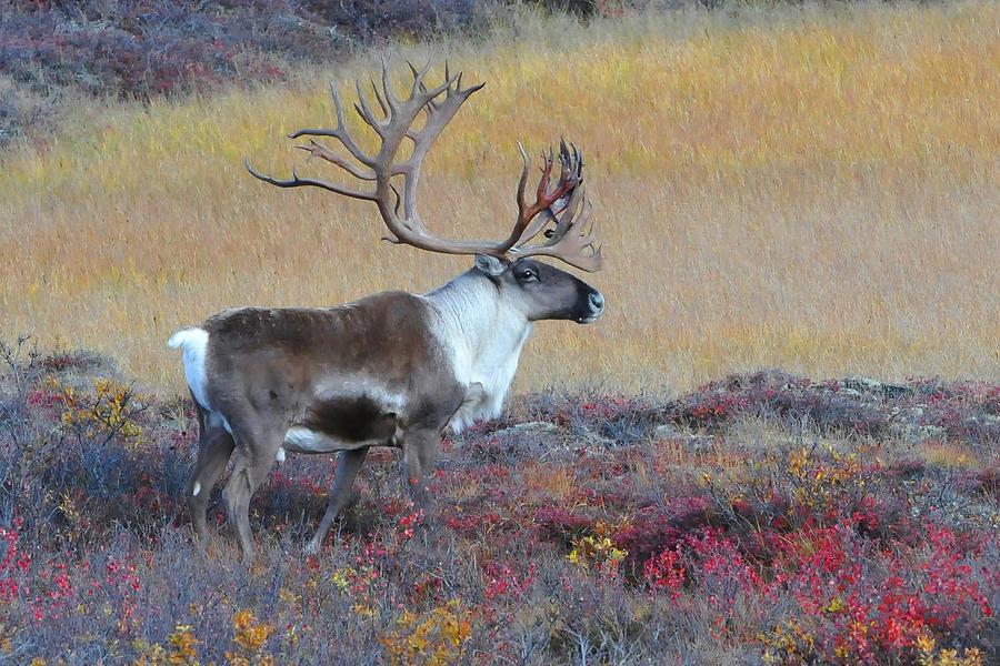 Caribou Proud Photograph by Alan Lenk