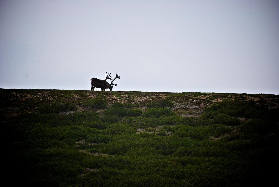 Caribou Sighted Photograph by Eric Tressler