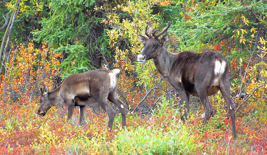 Caribou Youngsters Photograph by Alan Lenk