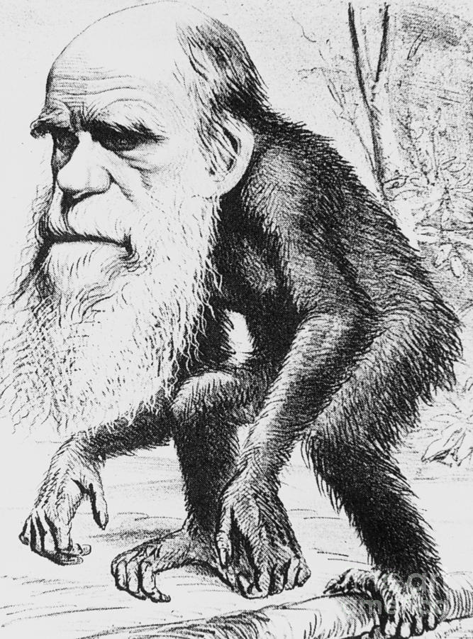 Caricature Of Charles Darwin, 1871 Photograph by Science Source