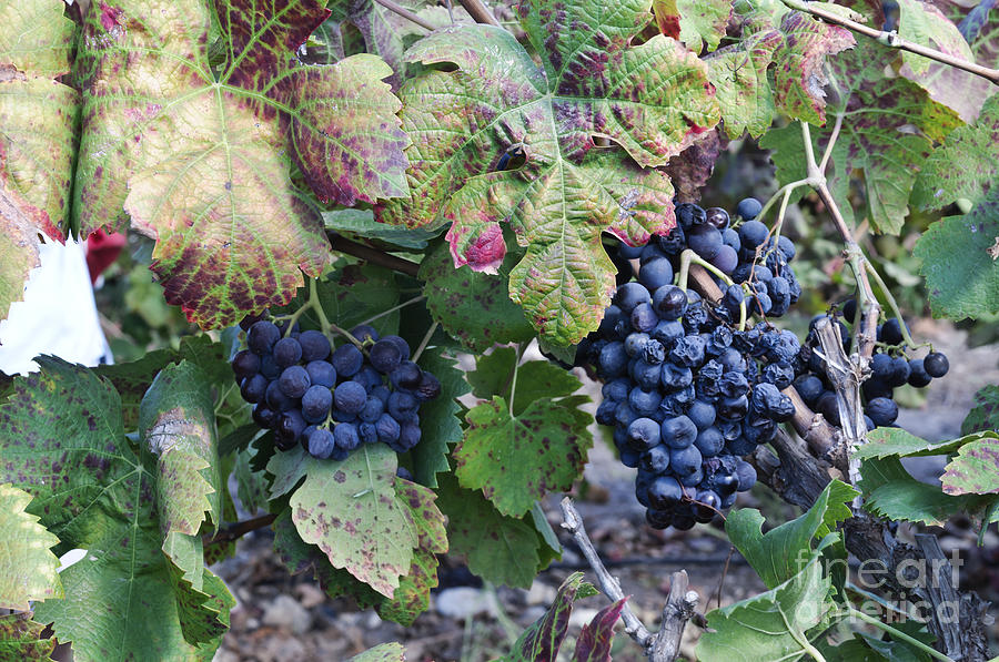 Wine Photograph - Carignan grapes on a vine  by Gady Cojocaru