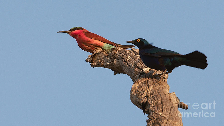 Carmine Bee-eater and Greater Blue-eared Glossy starling Photograph by Mareko Marciniak