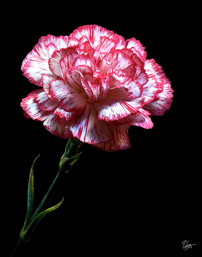 Carnation Photograph by Endre Balogh