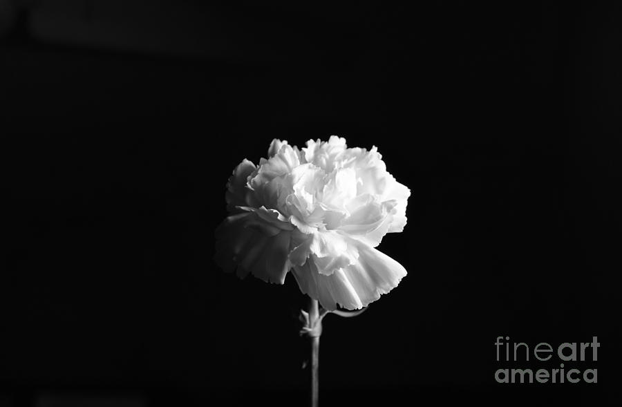 Carnation flower Photograph by Sumit Mehndiratta