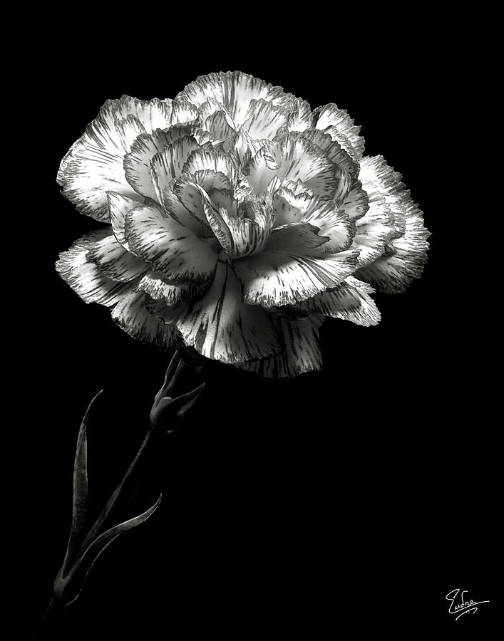 Flower Photograph - Carnation in Black and White by Endre Balogh