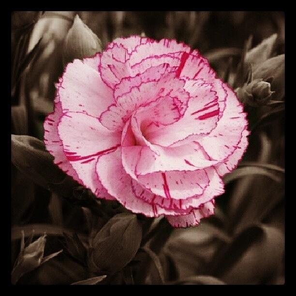 Iris Photograph - Carnation. by Mandi Ward