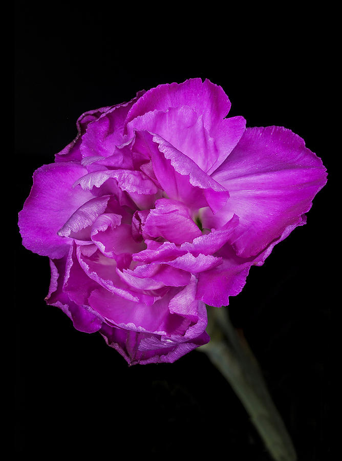 Flowers Still Life Photograph - Carnation by Nigel Jones