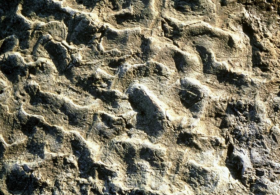 theropod footprint