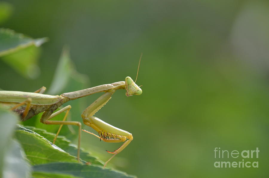 Carolina Mantid Photograph by Kathy Gibbons - Fine Art America