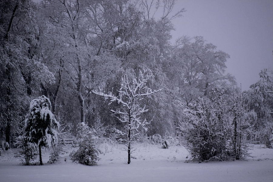 Carolina Snowfall Photograph