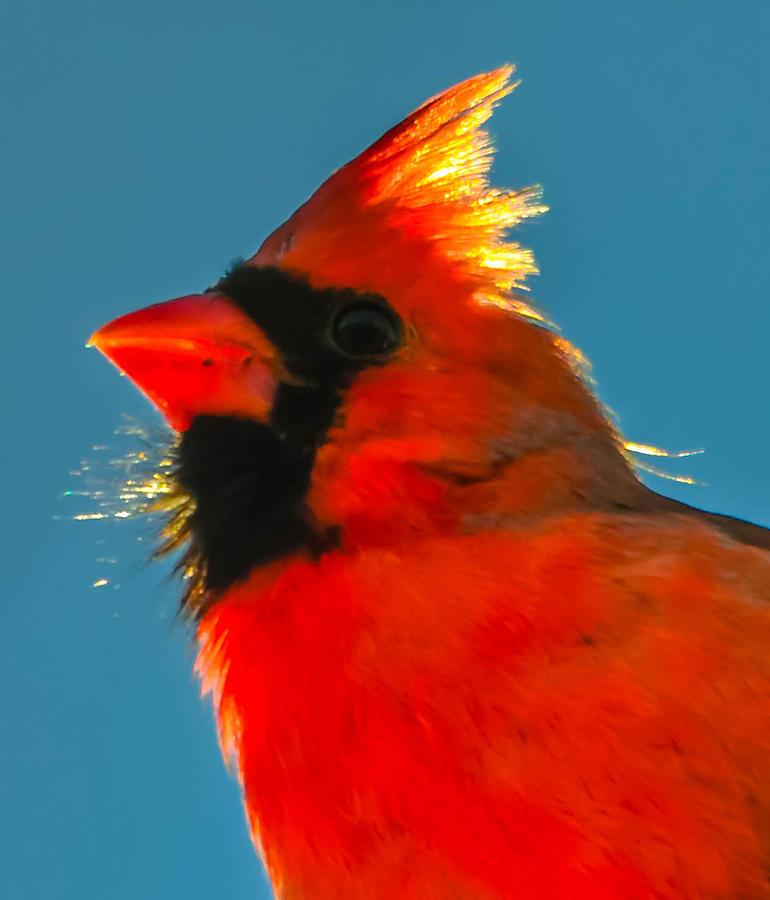 Carona Cardinal Photograph by Brian Stevens