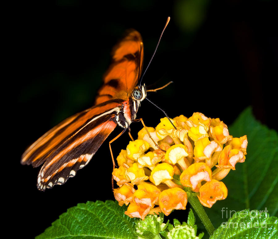 Caroni Flambeau Butterfly Photograph by Terry Elniski
