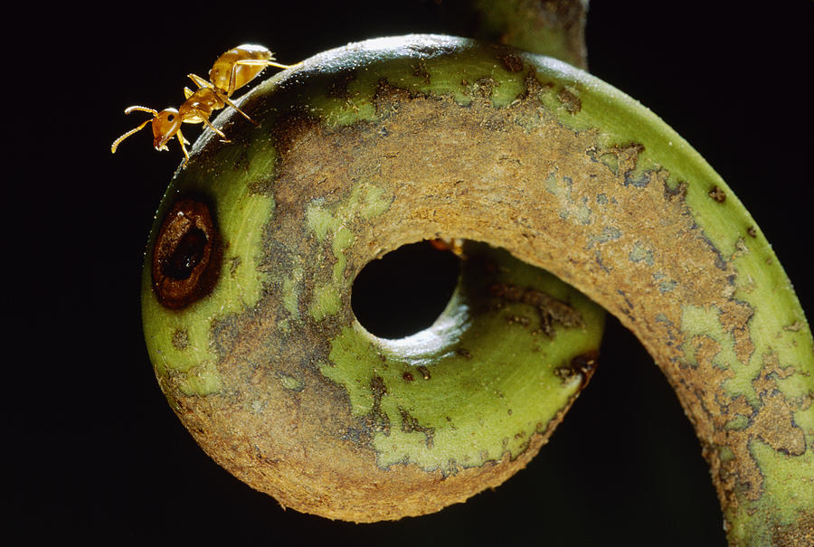 Carpenter Ant Camponotus Schmtzi Photograph by Mark Moffett