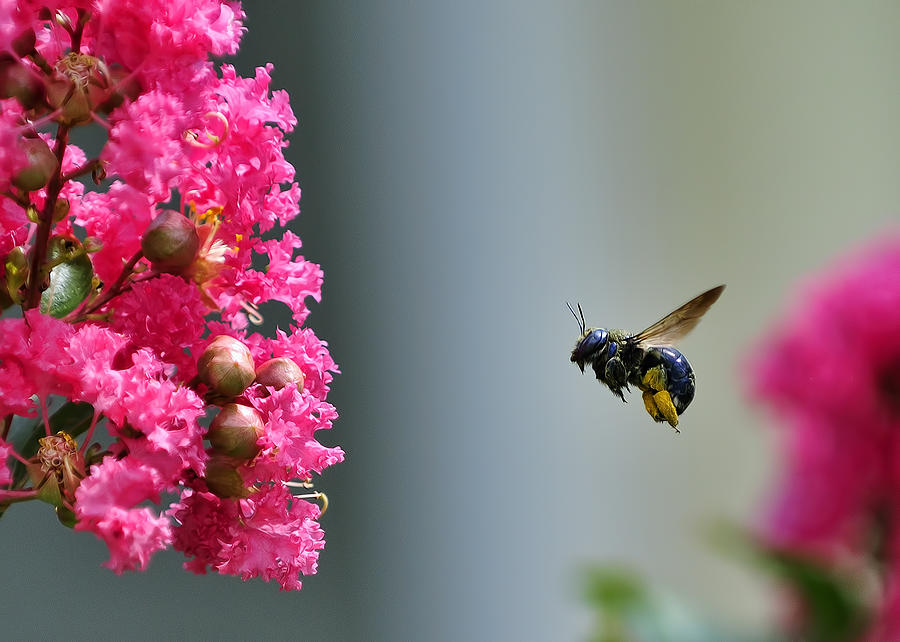 Carpenter bee at work Photograph by Bill Dodsworth