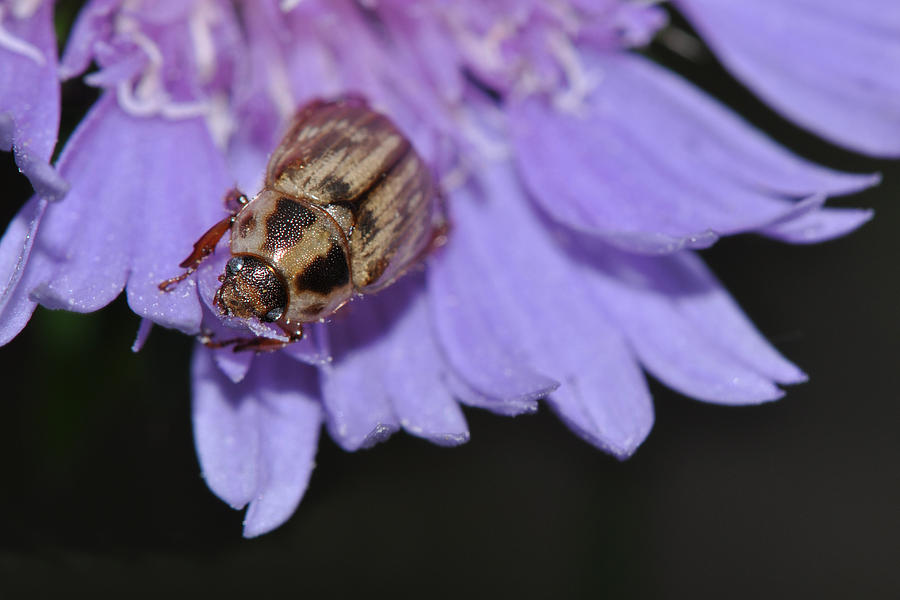 Carpet Beetle on Stokes Aster Photograph by Victoria Porter