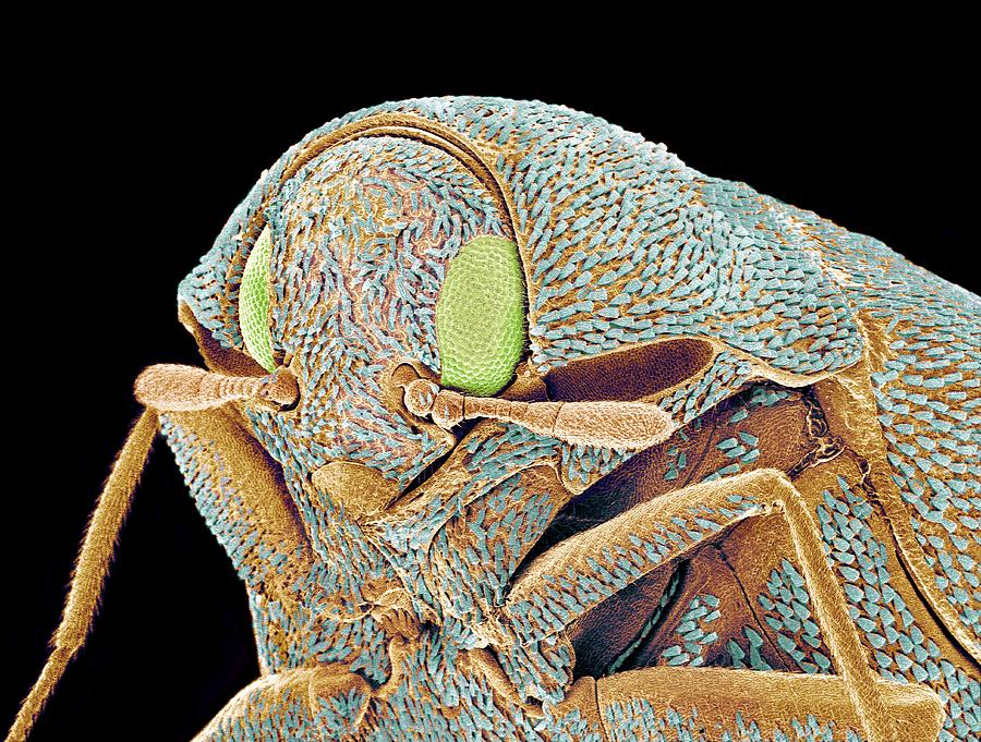Wildlife Photograph - Carpet Beetle, Sem by Susumu Nishinaga