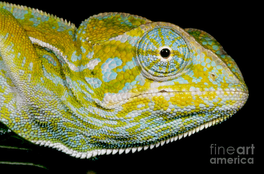 Animal Photograph - Carpet Chameleon by Dante Fenolio