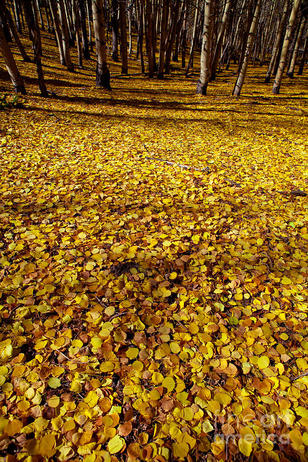 Carpet of Aspen Leaves Photograph by Barbara Schultheis