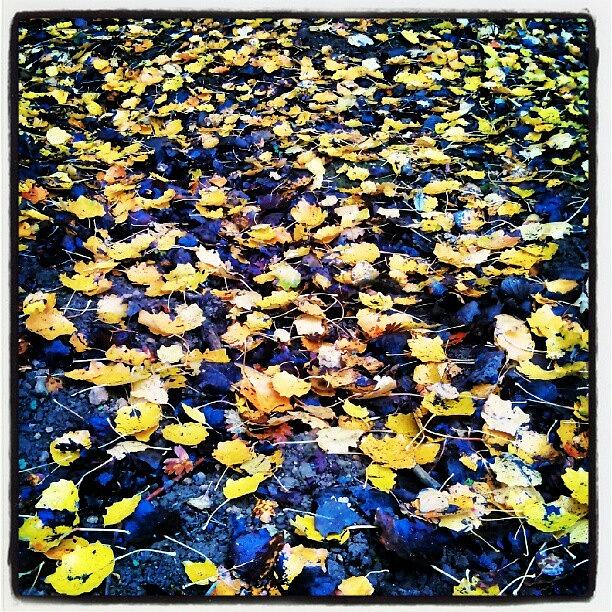 Fall Photograph - Carpet Of Leaves by Vicki Field