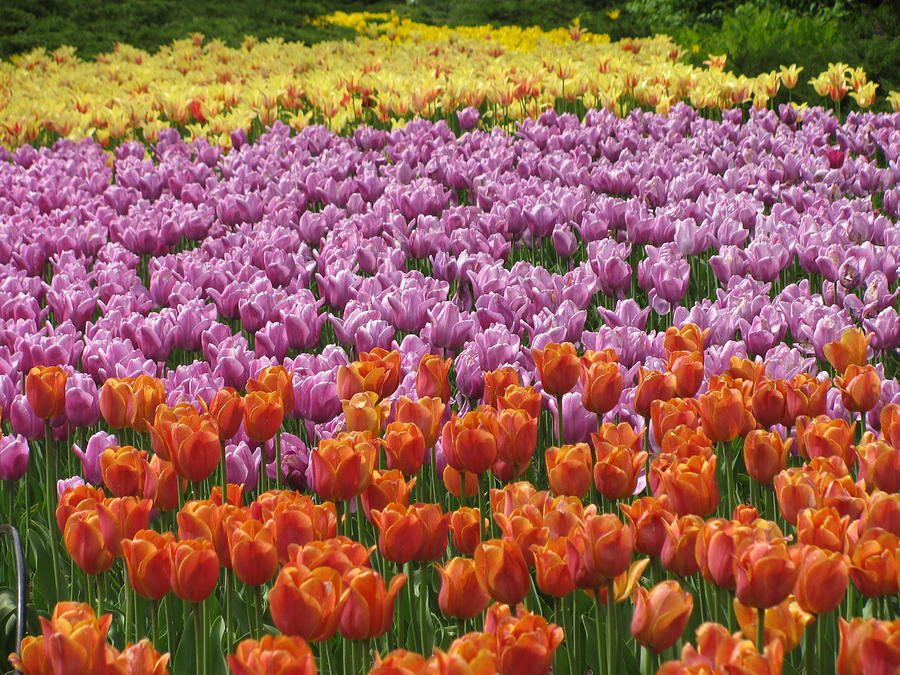 Carpet Of Tulips Photograph by Alfred Ng