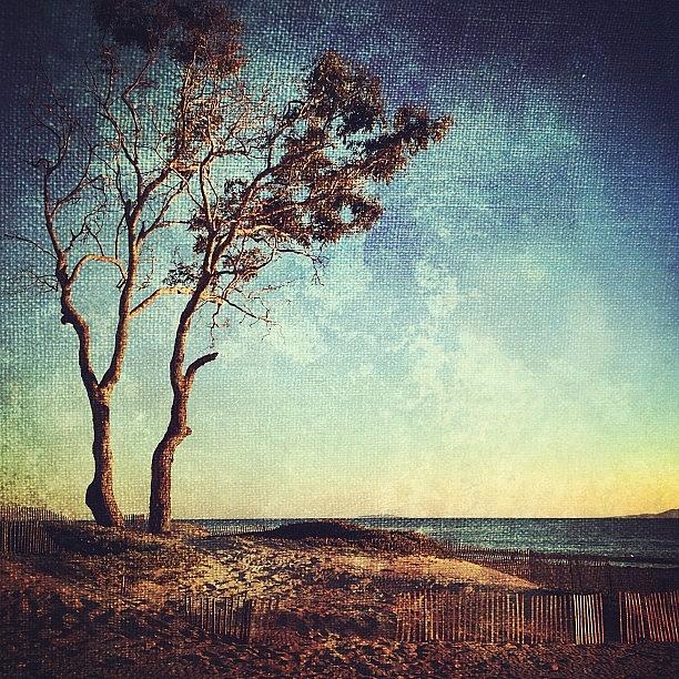 Beach Photograph - #carpinteria #california  #beach  #tree by Denise Taylor