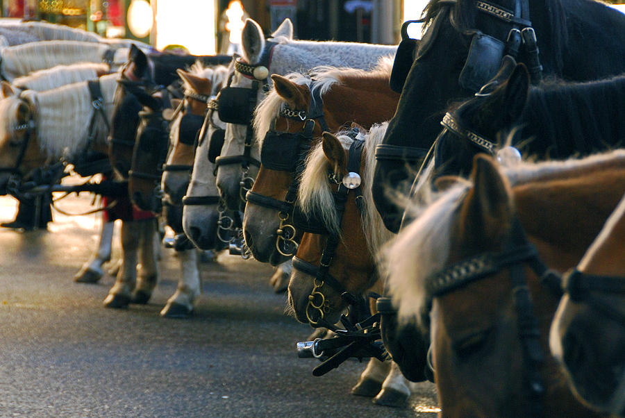 Horse Photograph - Carriage Horses by Anthony Citro